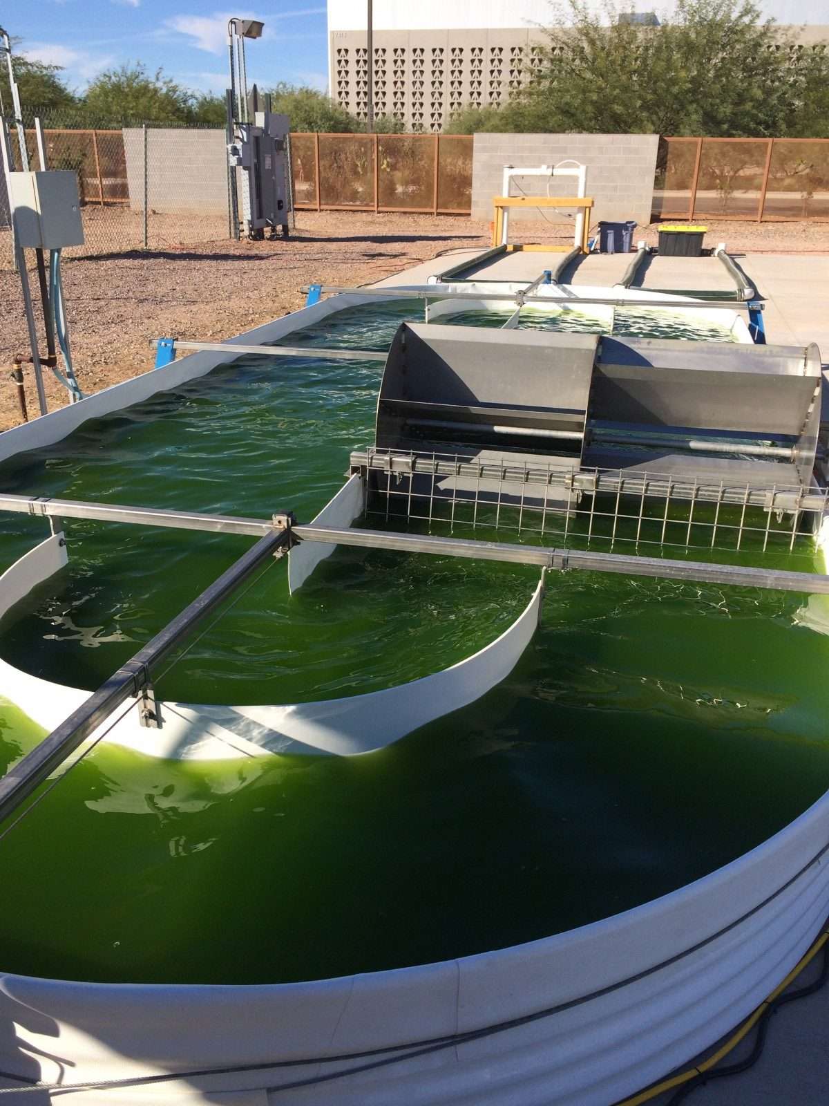 Algae raceway pond