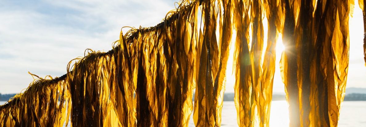 seaweed on line