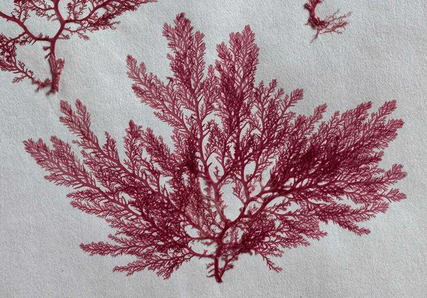 Plocamium seaweed